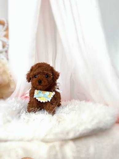 Poodle Red Toy/Mini-8 saptamani Un micuț roșcat, crescut cu grijă