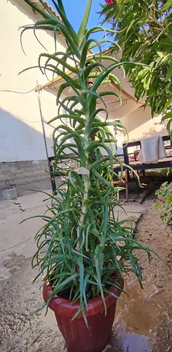 Алое (цветок, лечебный)