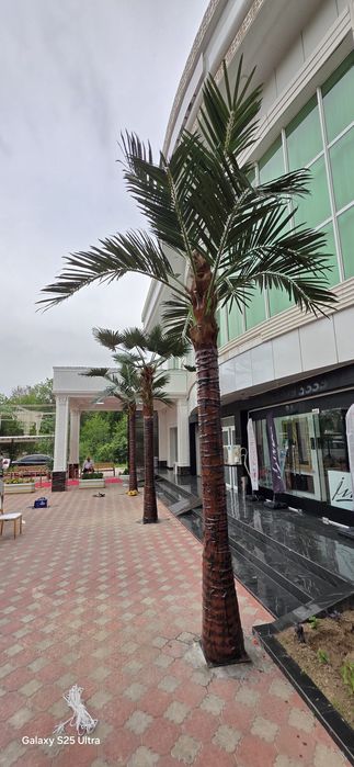 Palma darahtlar hitoy fabrika