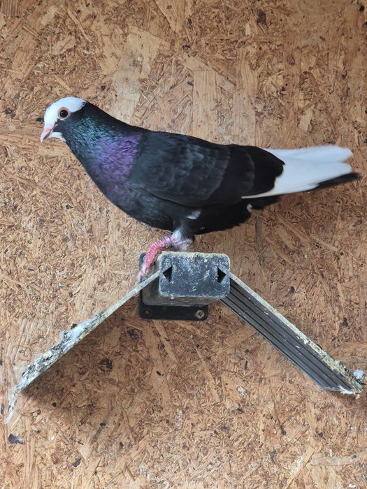 Jucători de birmingham