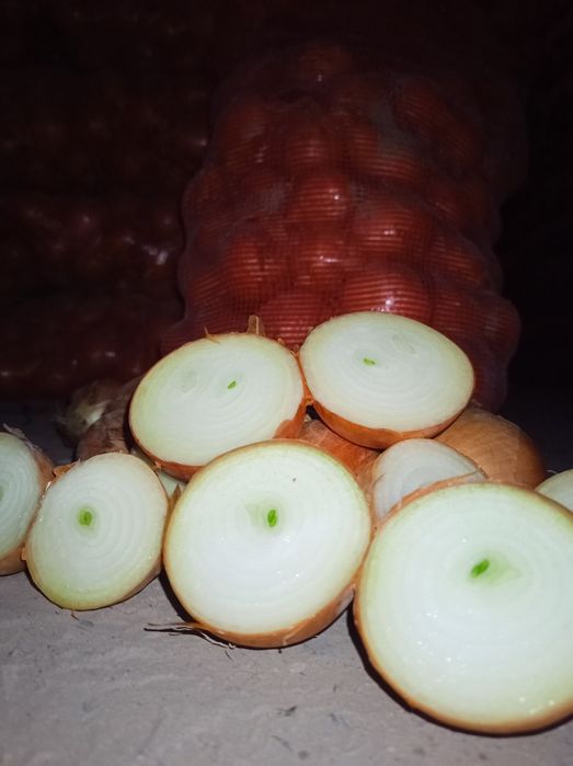 Лук репчатый, оптом.