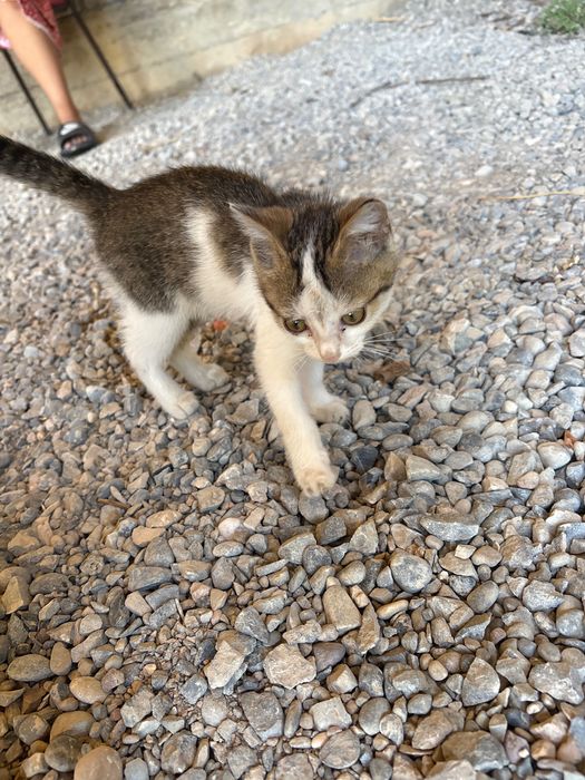 Отдам котята в добрые руки