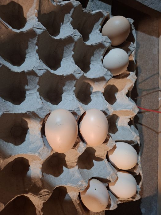 дакан яйцо дакан яйцо