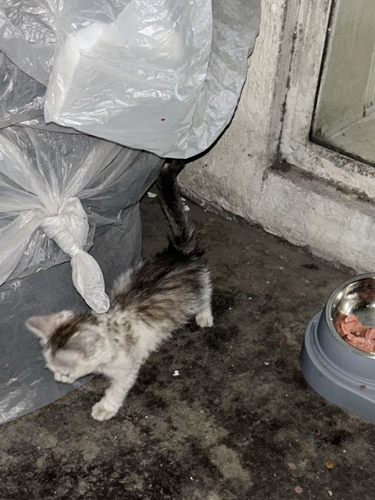 Котенок мальчик маленький