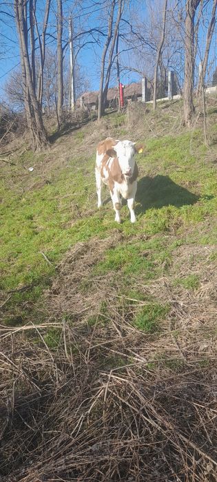 Vițea balțati românesti