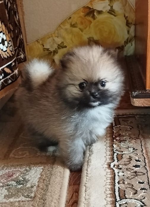 Девочка померанского шпица