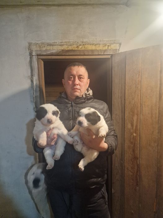 Продам шенков алабай