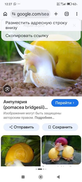 Улитка Ампуллярия