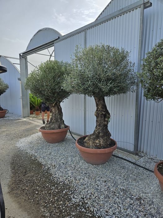 Măslini seculari calitate extra