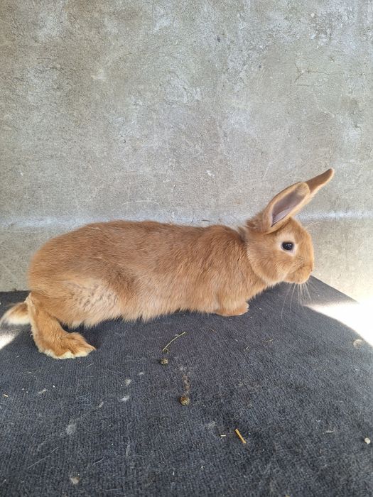 Бургундский кролики