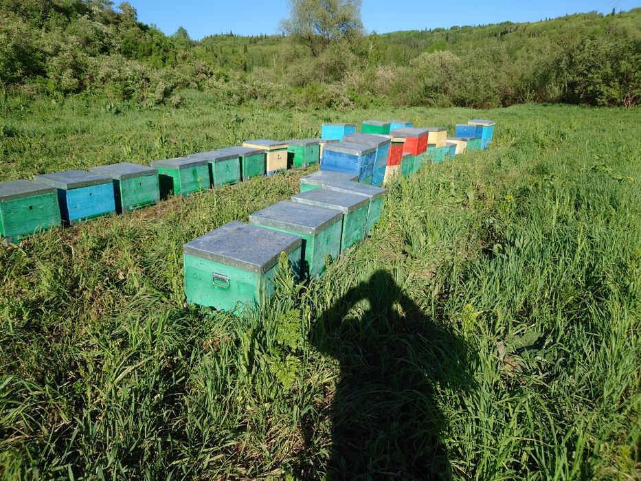 Мёд настоящий с пасеки