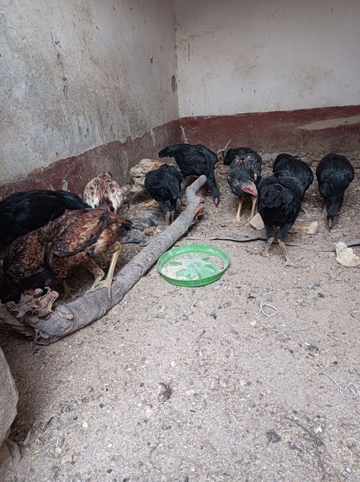 Товук сотилади дакан макион 12 та килган Хар хил парода