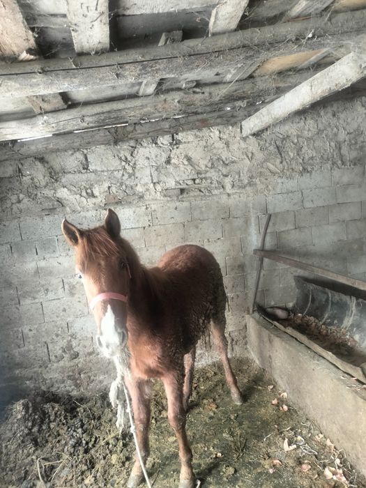 Тай стылады Байсерке ауылы