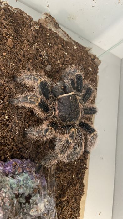 Пауки Птицееды …..