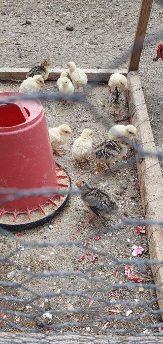 Vând ouă de găină, Bio