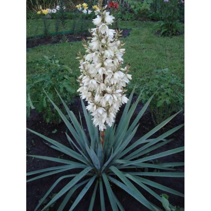 Гул кўчатлари сотилади дракон гул, Юкка (Yucca)