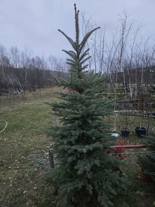 Brad argintiu cu radacina