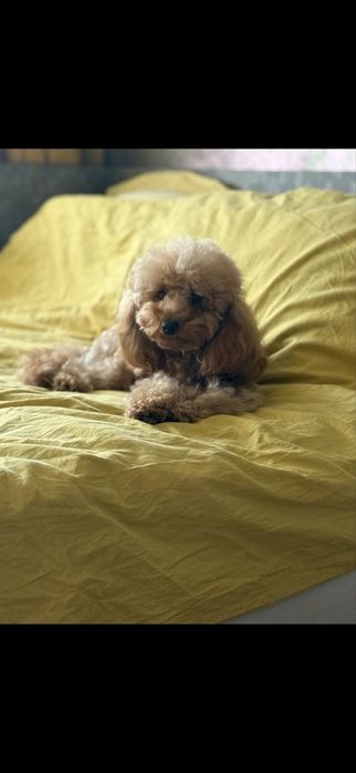 Той пудел, мини пудел