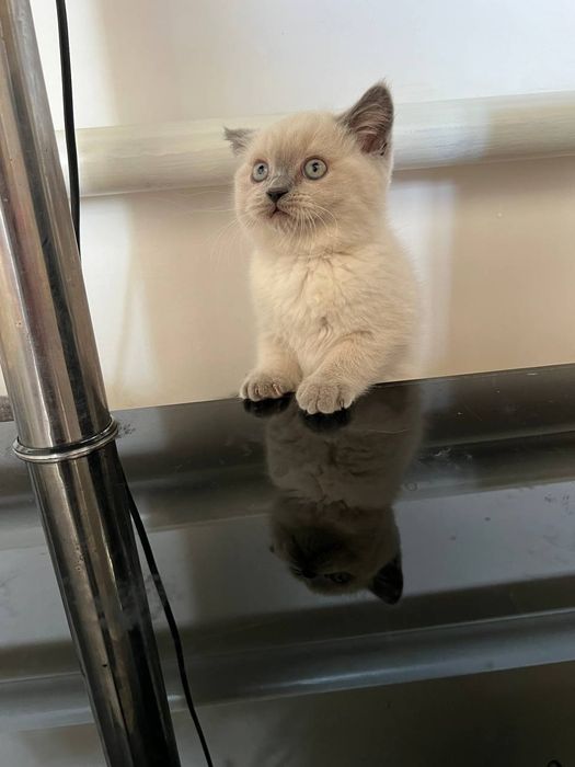 Британский Кошка , Мушук