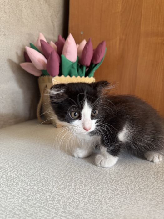Отдам котенка бесплатно
