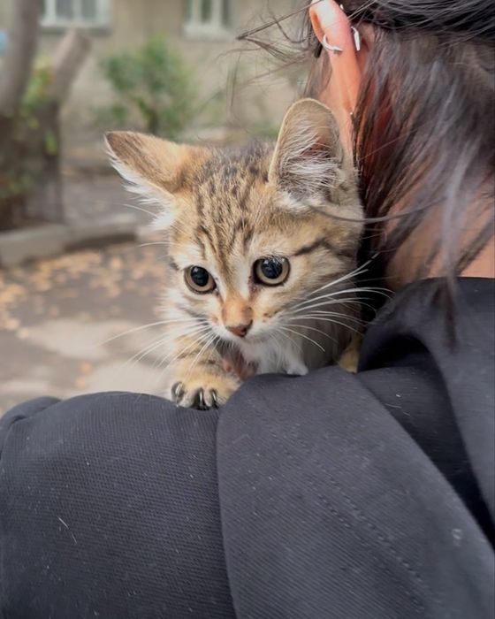 Котенок, девочка 1,5-2 месяца