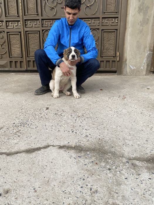 Алабай щенки 2 месяца