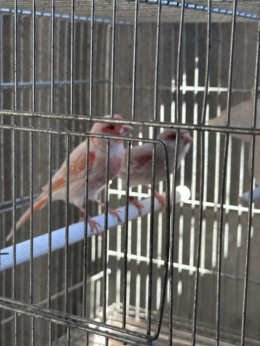 Canari de vanzare