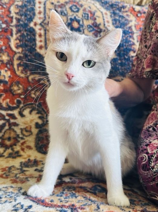 Трехцветная кошка