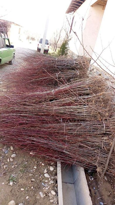 Chapa tut. Manzarali va mevali koʻchatlar