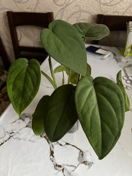 Продаю цветы сингониумы и эпипремнум