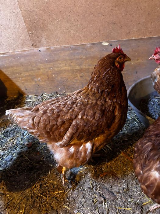 Продам курей несушек