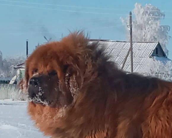 Щенки тибетский мастифа