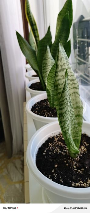 Продам цветы сансеверия Тещин язык ,красивое полезное неприхотливый