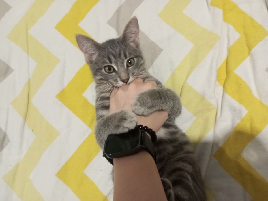 Отдам котёнка мальчика