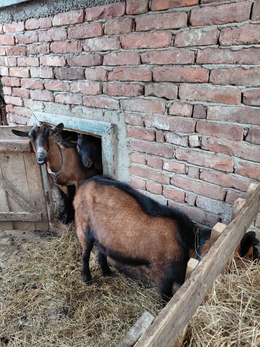 Vând țap.       .