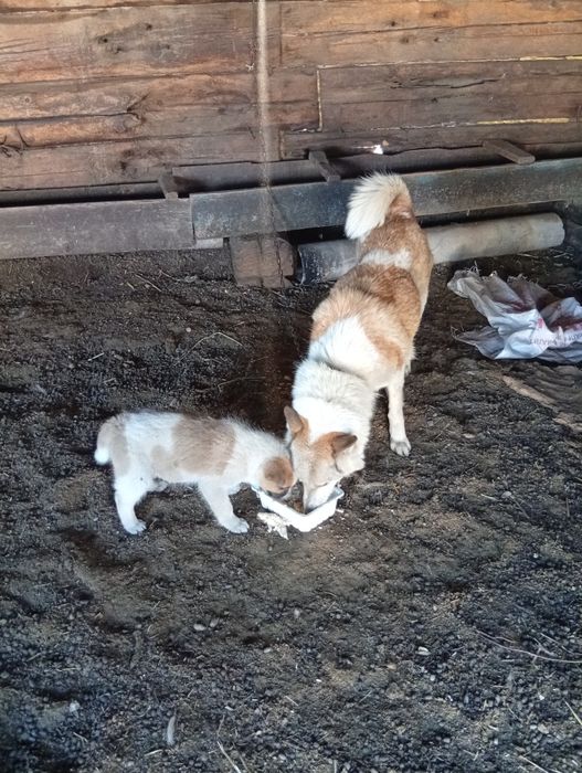 Отдам Лайку со щенком или отдельно