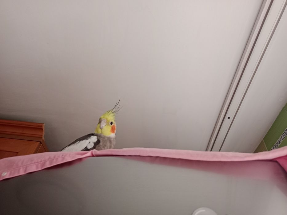 Продаю кореллу мальчик и девочка