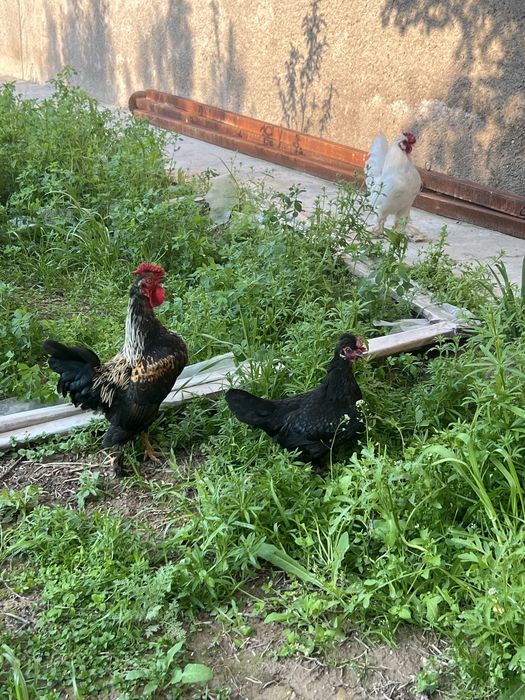 Япон хурозлари ва товук