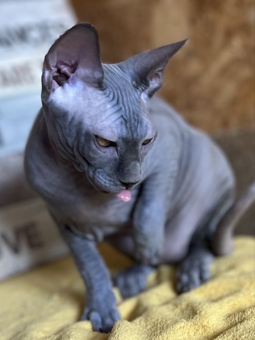 Sphynx Canadian pedigree si teste