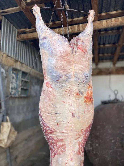 Соғым жылқы еті туша жіліктеп