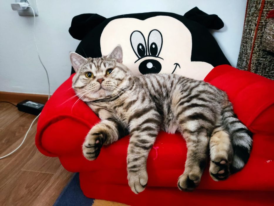 Кот Британец на вязку.