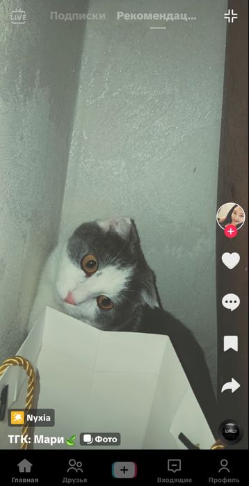 Вязка шотландская вислоухая