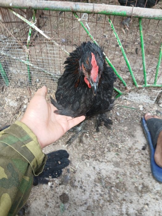 Ассалаумағалайкум балапандар свтлады