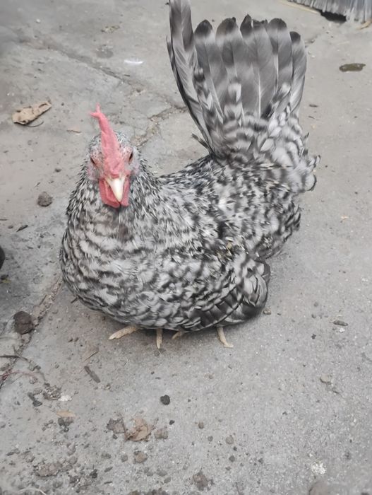 Cocoșel chabo barat