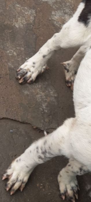 Чисто кровные алабай есть обмен на тел