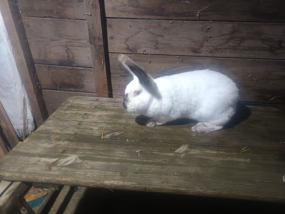 Femele urias german alb si urias de transilvania