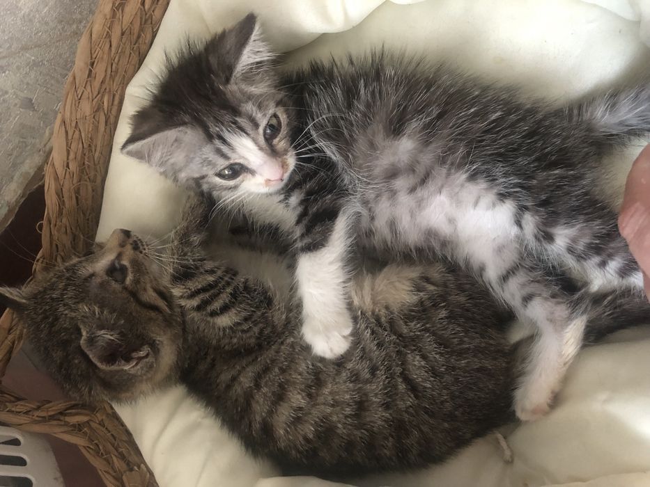 Котёнок в добрые руки!