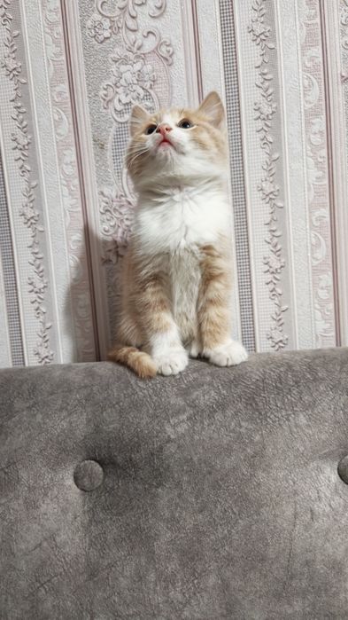 Котят в добрые руки