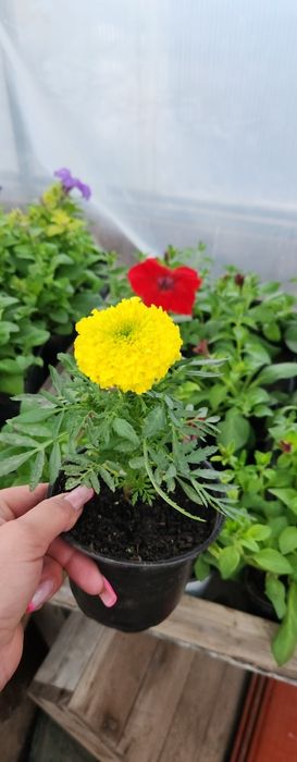 Продам цветы. Одналетки