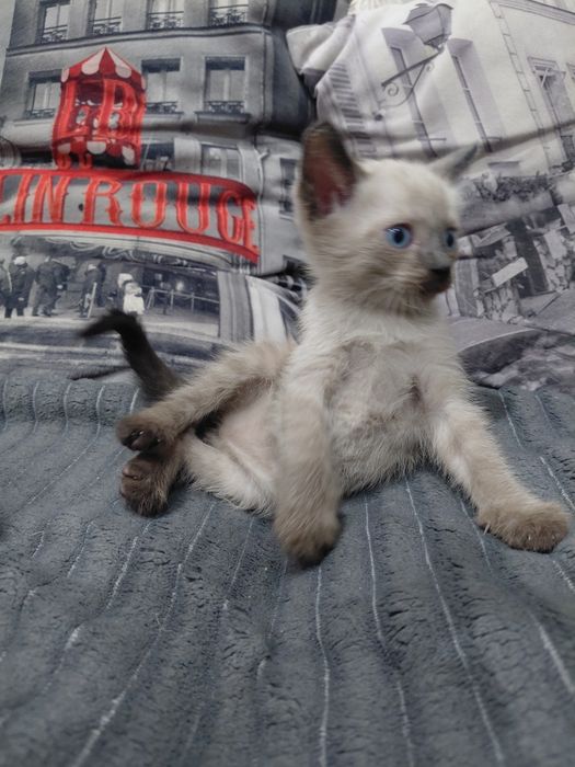 Отдам котят в добрые руки